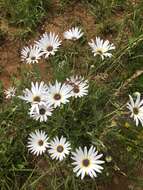 Image of Free State daisy