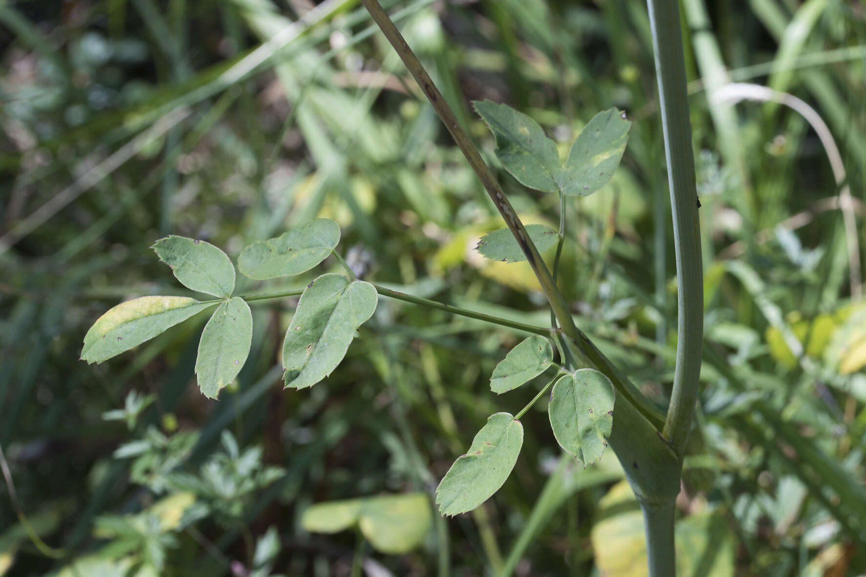 Imagem de Laserpitium latifolium L.