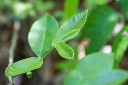 Image of Small-Flower Pawpaw