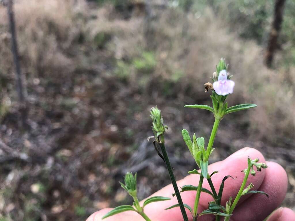 Image of Justicia adscendens subsp. adscendens