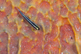 Image of Cayman sponge goby