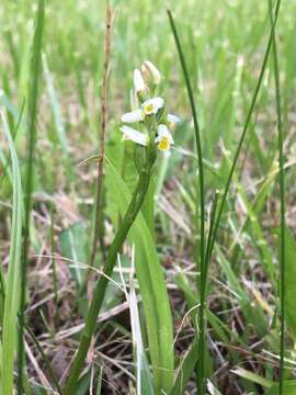 Image of Shining Ladies'-Tresses