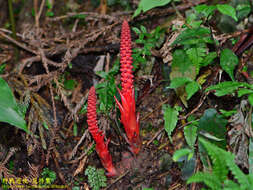 Image of Balanophora laxiflora Hemsl.