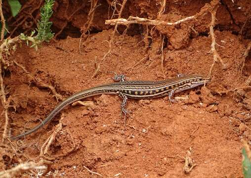 Sivun Ctenotus schomburgkii (Peters 1863) kuva