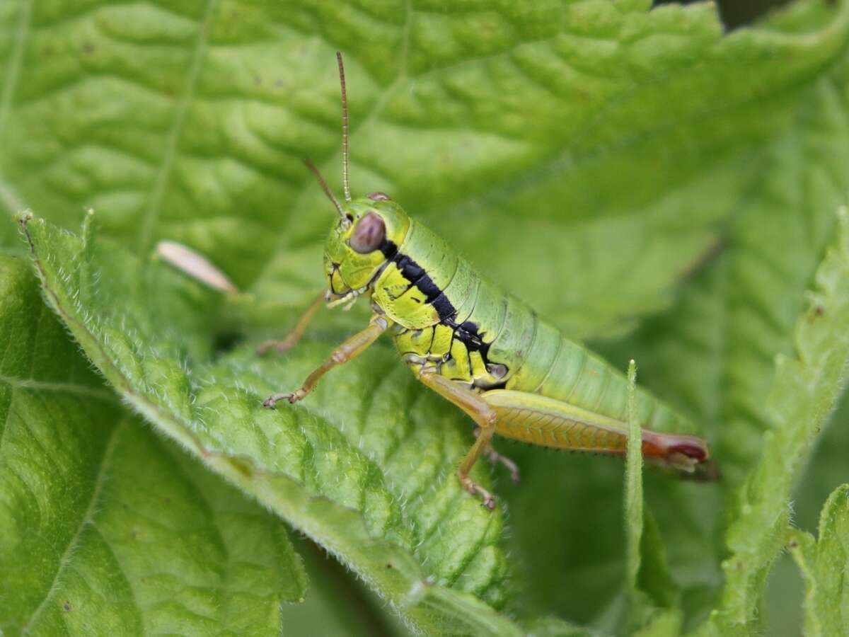 Imagem de Micropodisma salamandra (Fischer 1853)