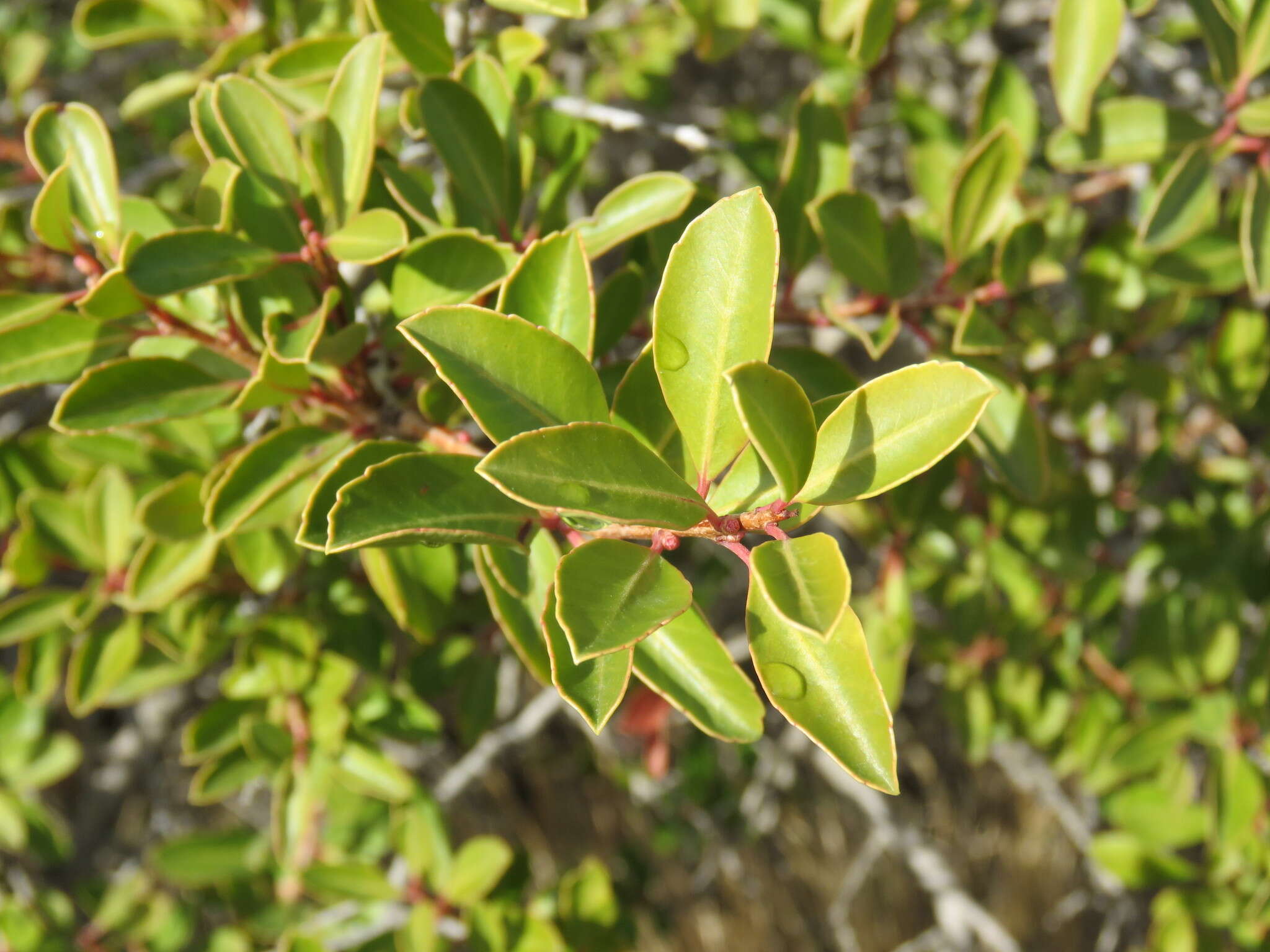 Image of Schinus patagonicus (R. Phil.) I. M. Johnston ex Cabrera