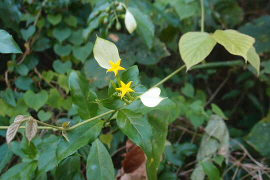 Image of Mussaenda parviflora Miq.