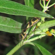 Image of Oncopeltus (Erythrischius) sandarachatus (Say & T. 1831)