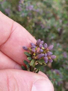 Image of Mountain Plum Pine