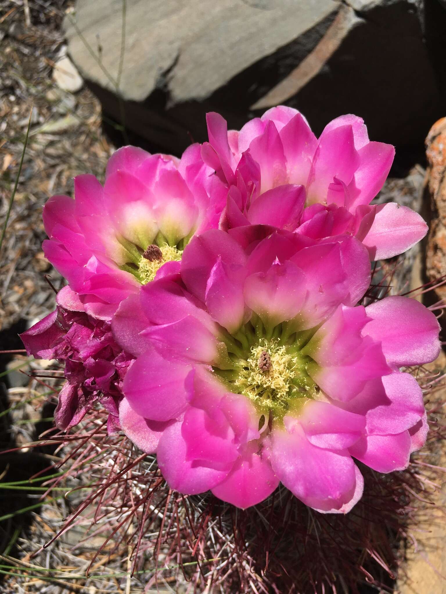 Image de Sclerocactus polyancistrus (Engelm. & J. M. Bigelow) Britton & Rose