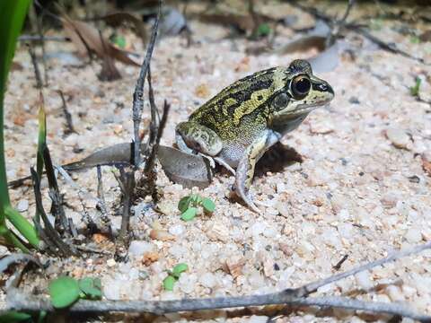 Image of Short-footed Frog