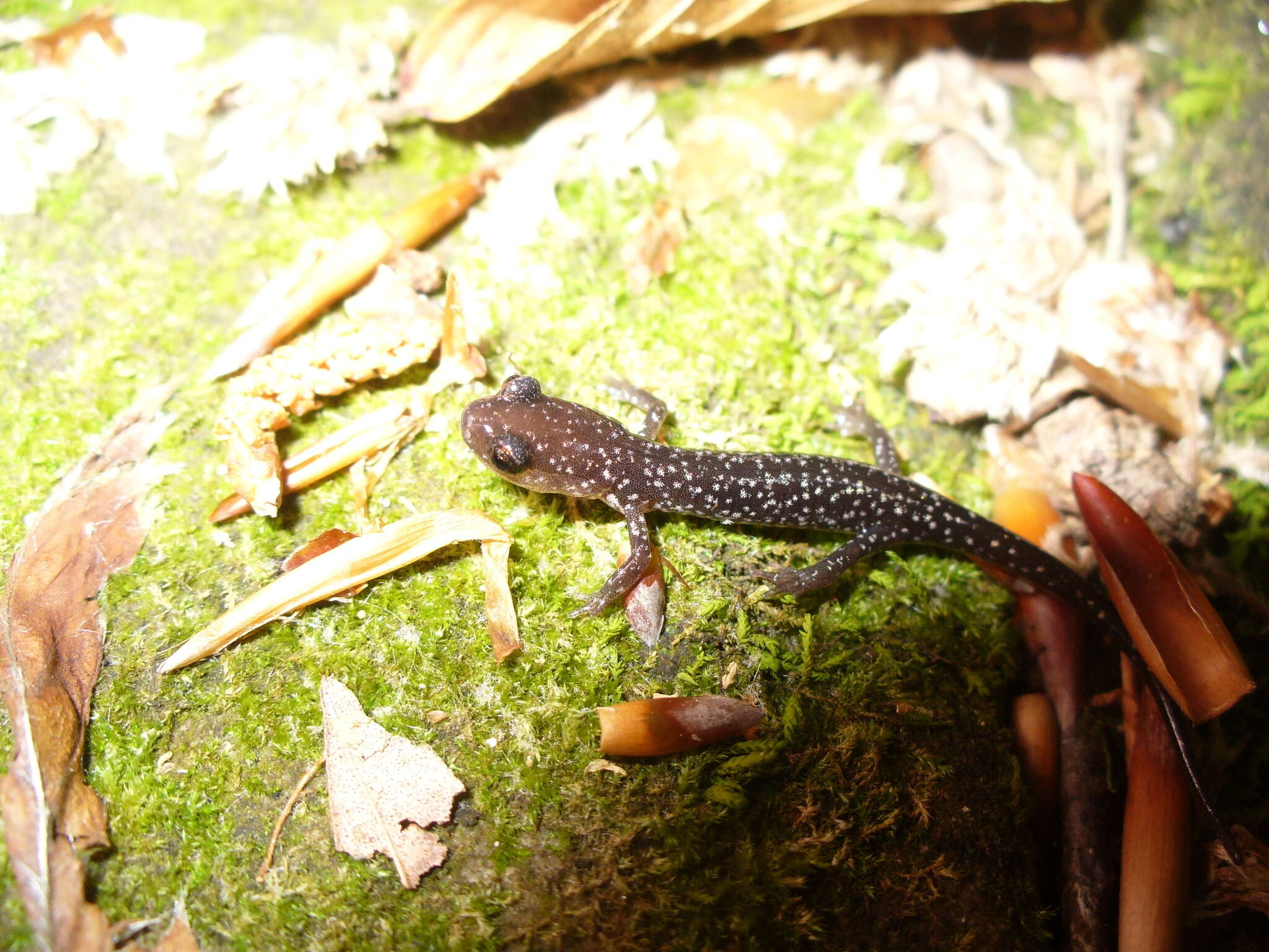 Image of Caddo Mountain Salamander