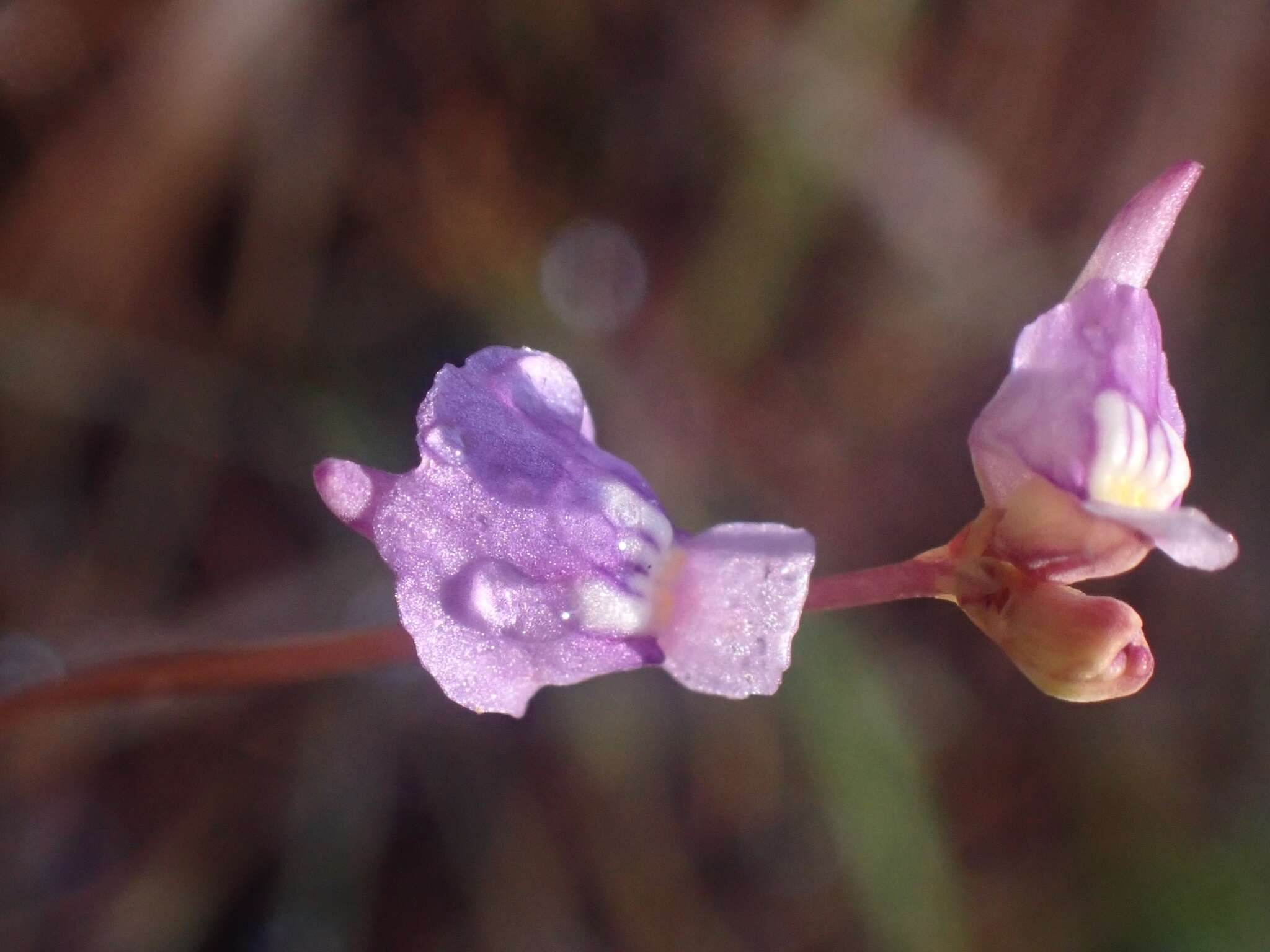 Image de Utricularia caerulea L.