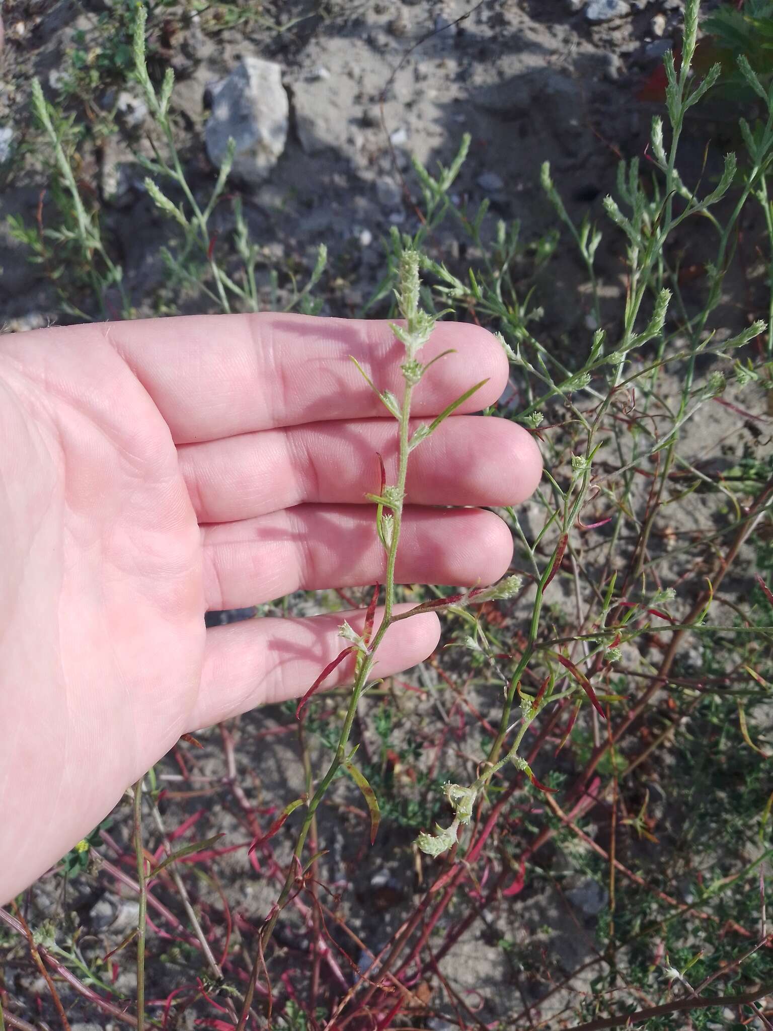 Image of Hyssop-Leaf Bugseed