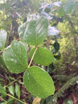 Image of sperry guava