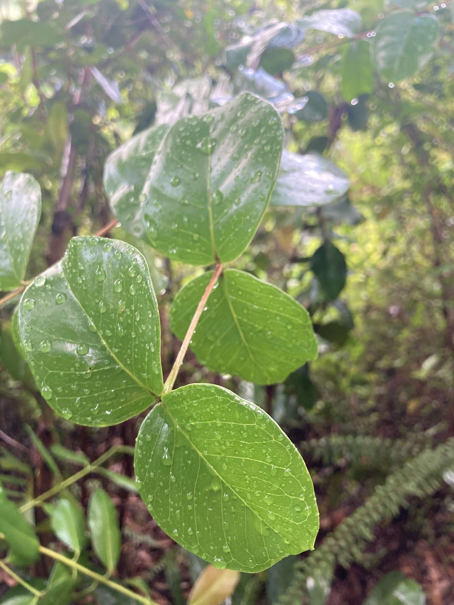 Image of sperry guava