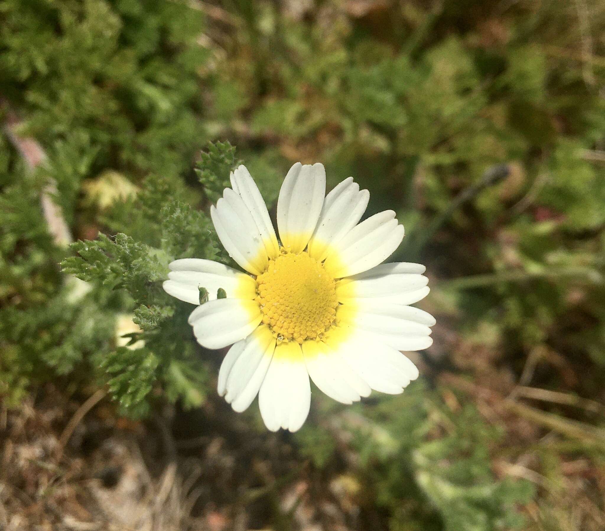 Image de Cladanthus mixtus (L.) Chevall.