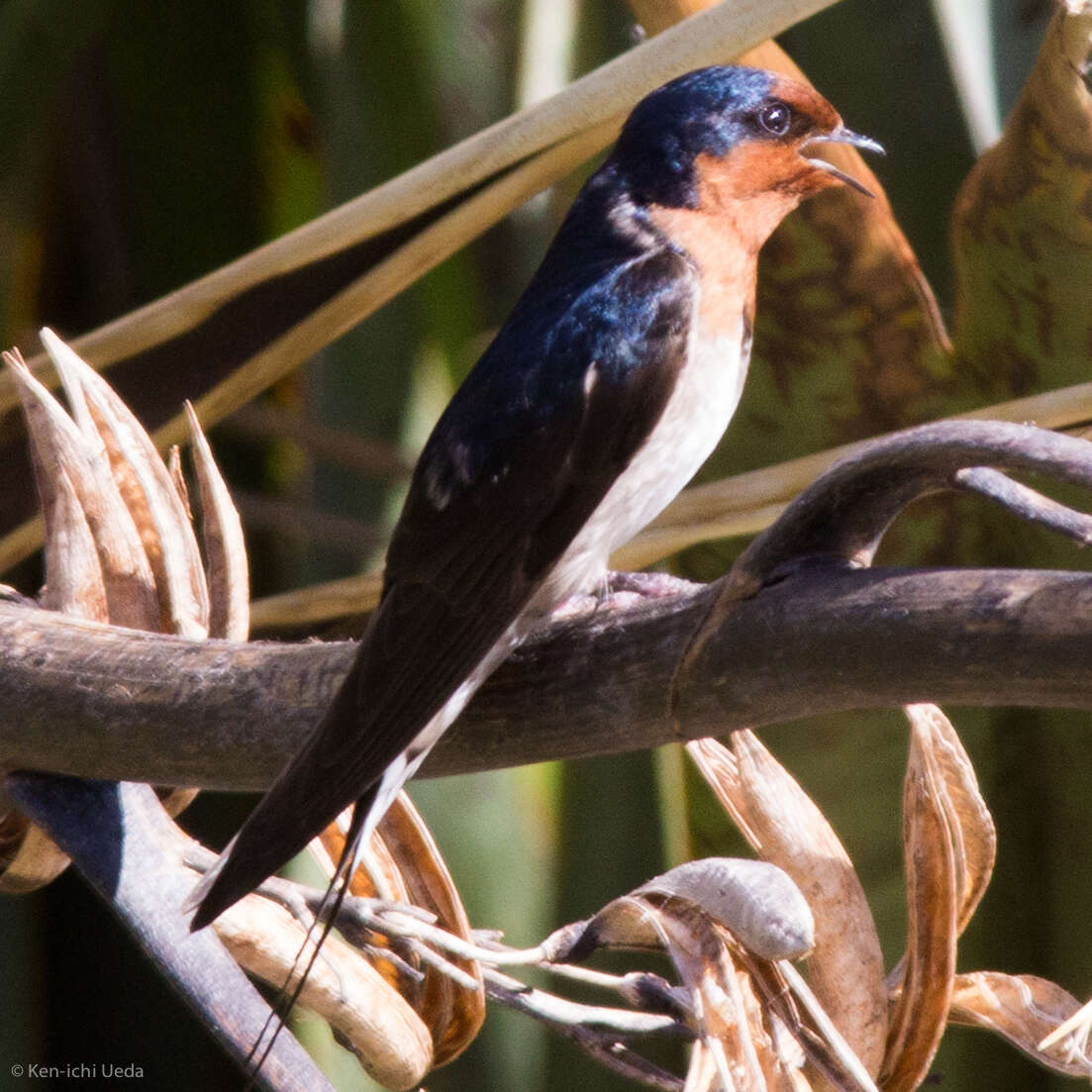 Imagem de Hirundo neoxena Gould 1842