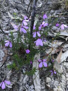 Image of Tetratheca ericifolia Sm.