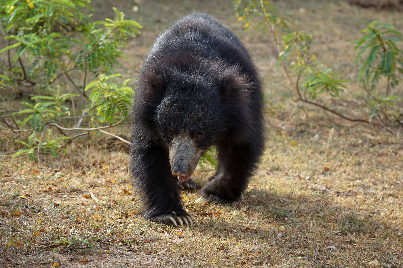 Image of Sri Lankan sloth bear