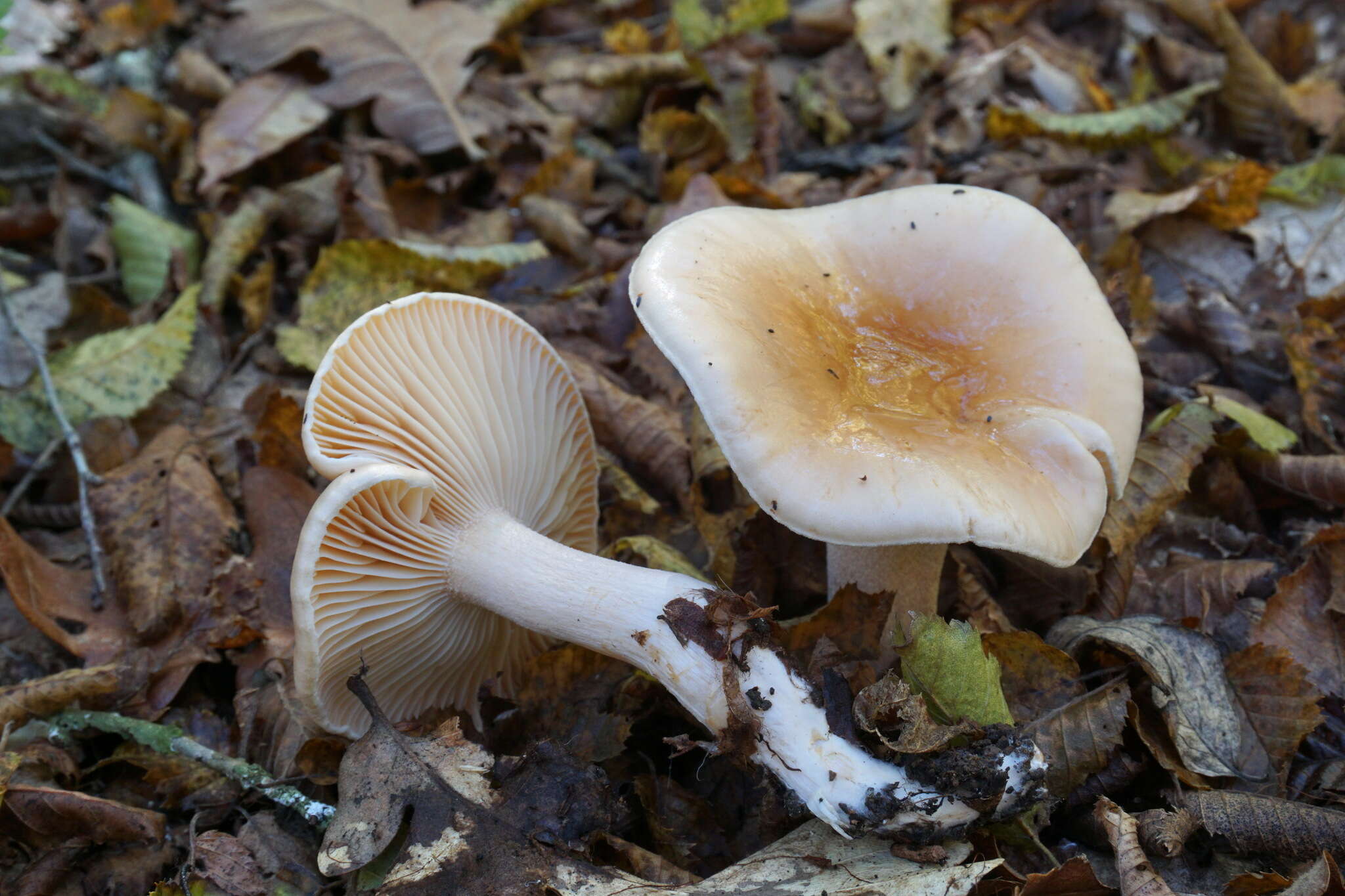 Image of Hygrophorus lindtneri M. M. Moser 1967