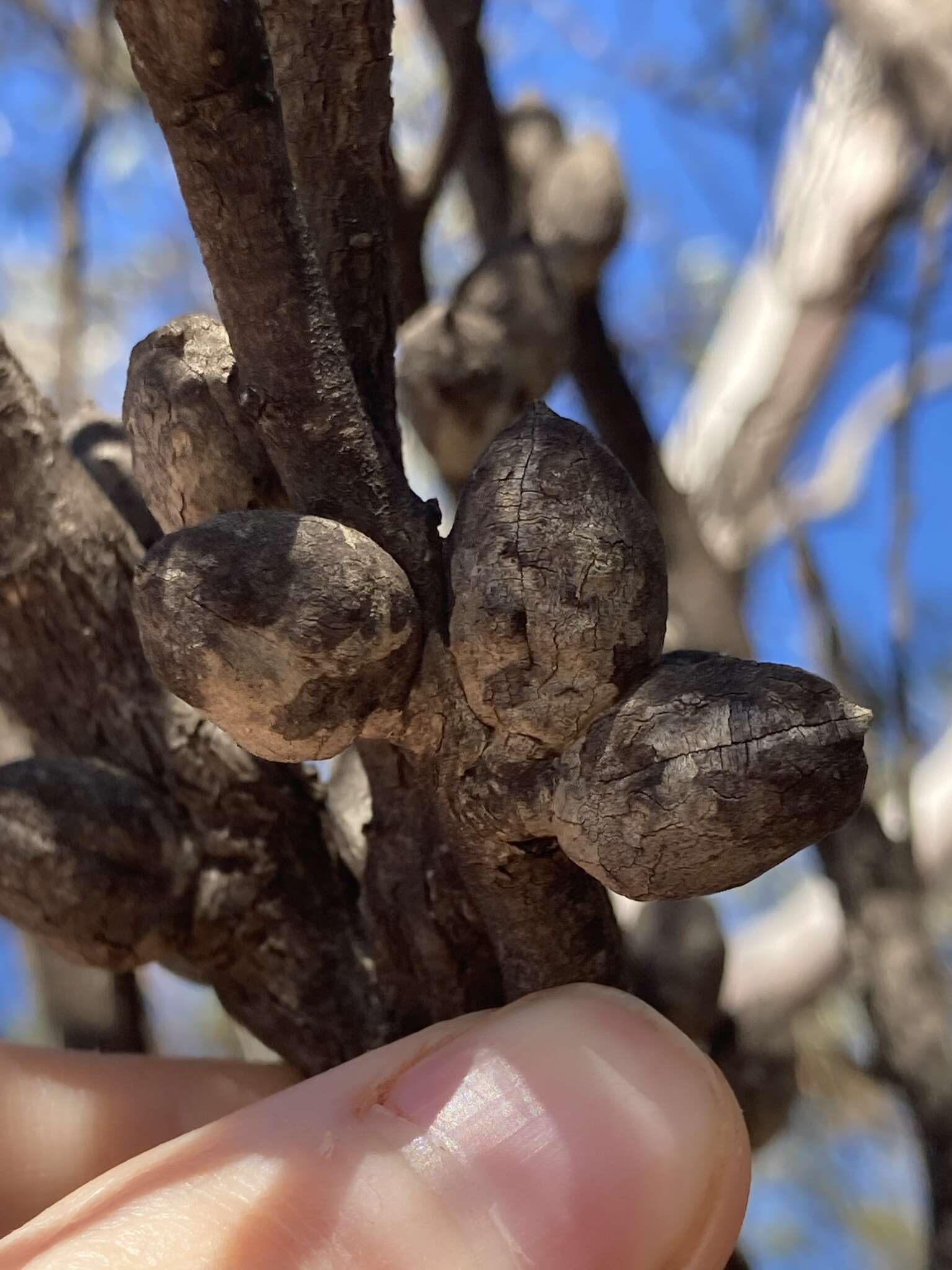 Image de Hakea erecta B. Lamont