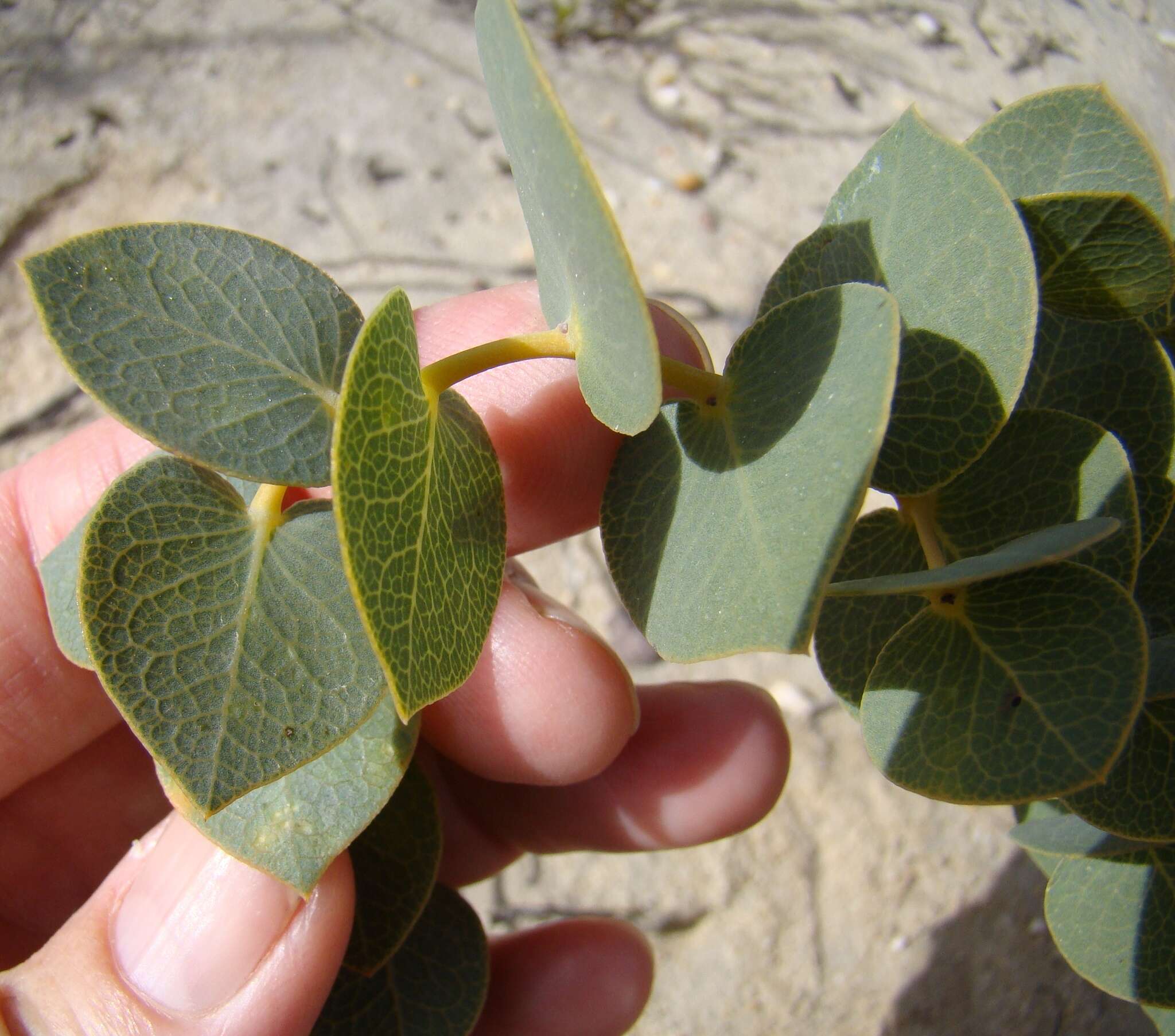 Image of <i>Rafnia acuminata</i>