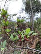 Image of Ficus variolosa Lindl. ex Benth.