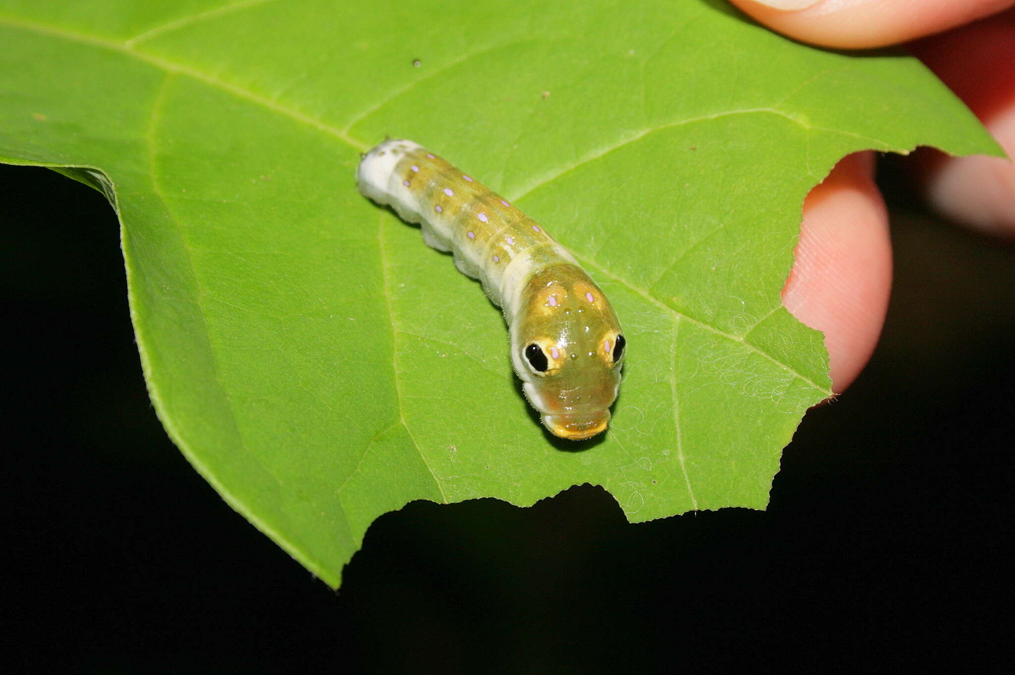 Image of Spicebush swallowtail