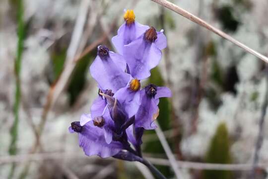 Image of Burmannia stuebelii Hieron. & Schltr.