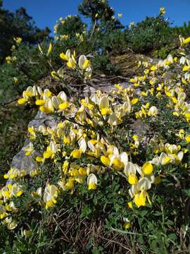 Image of Cytisus commutatus (Willk.) Briq.