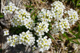 Imagem de Hornungia alpina subsp. alpina