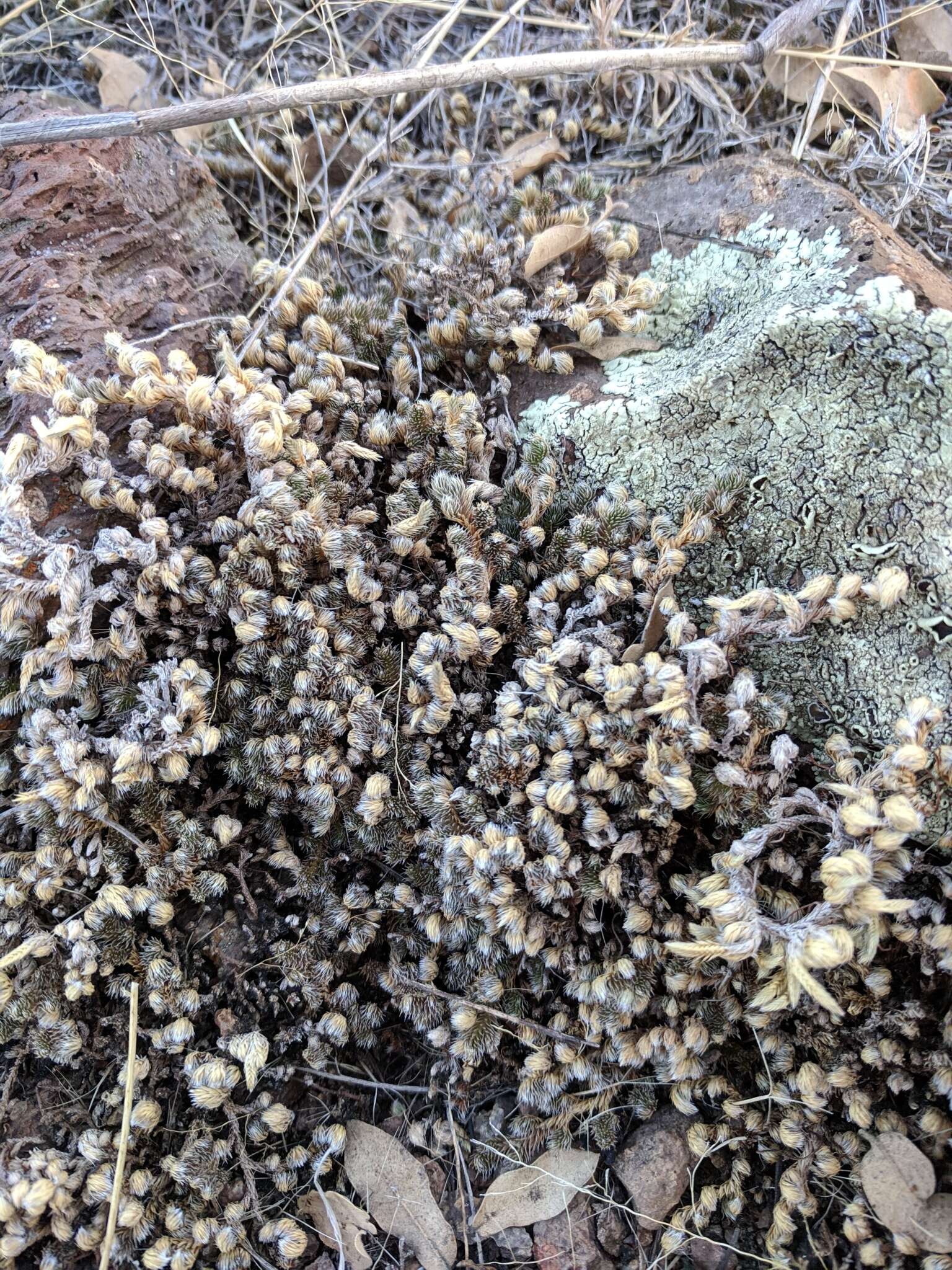 Selaginella peruviana (Milde) Hieron. resmi