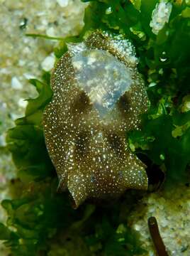 Image of Haminoea virescens (G. B. Sowerby II 1833)