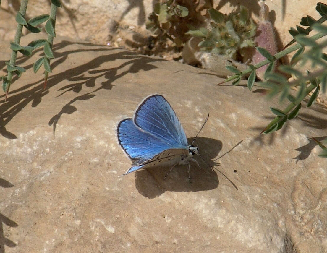 Image of Plebejidea loewi