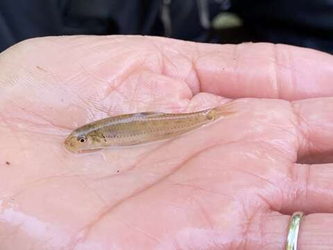 Imagem de Notropis sabinae Jordan & Gilbert 1886