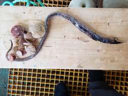 Image of Bean's Sawtooth Eel