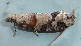 Image of Red-striped Needleworm