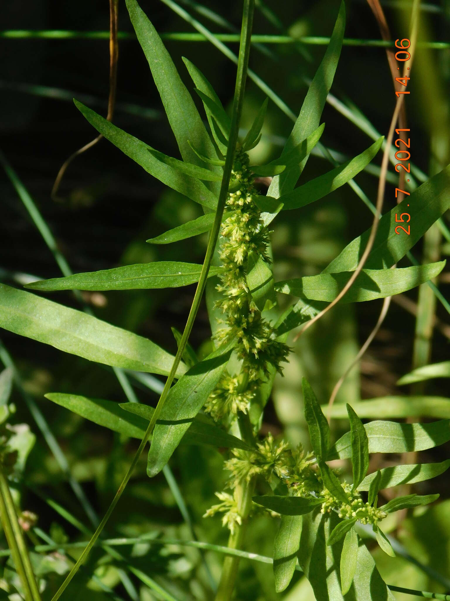 Imagem de Rumex rossicus Murb.