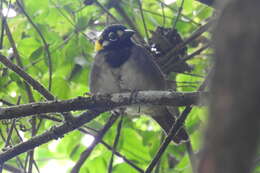 Image of White-eared Ground Sparrow