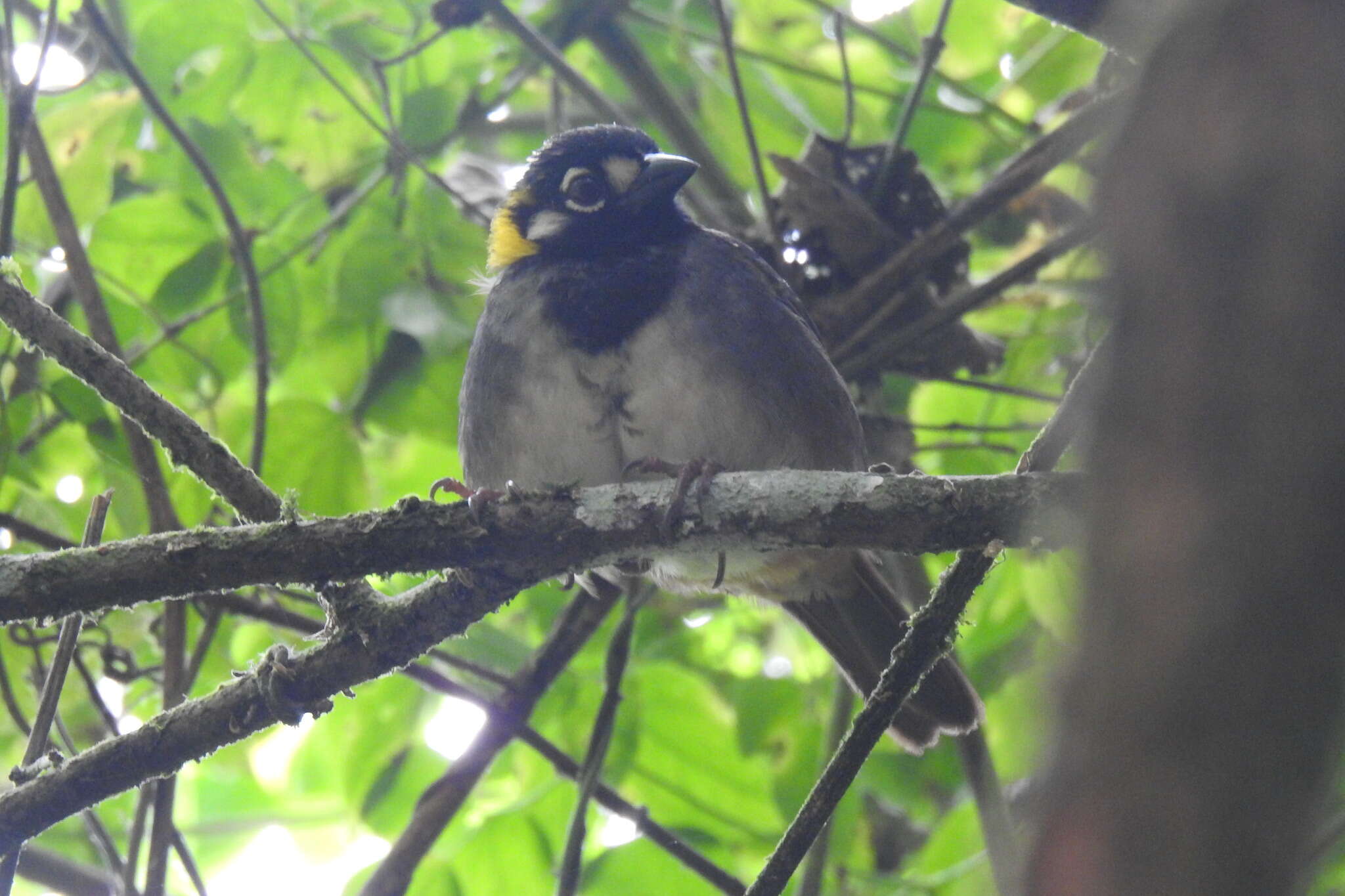 Image of White-eared Ground Sparrow