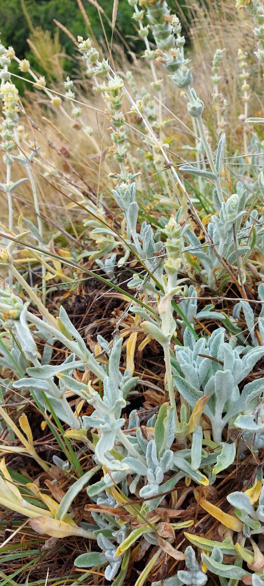 Image of Sideritis italica (Mill.) Greuter & Burdet