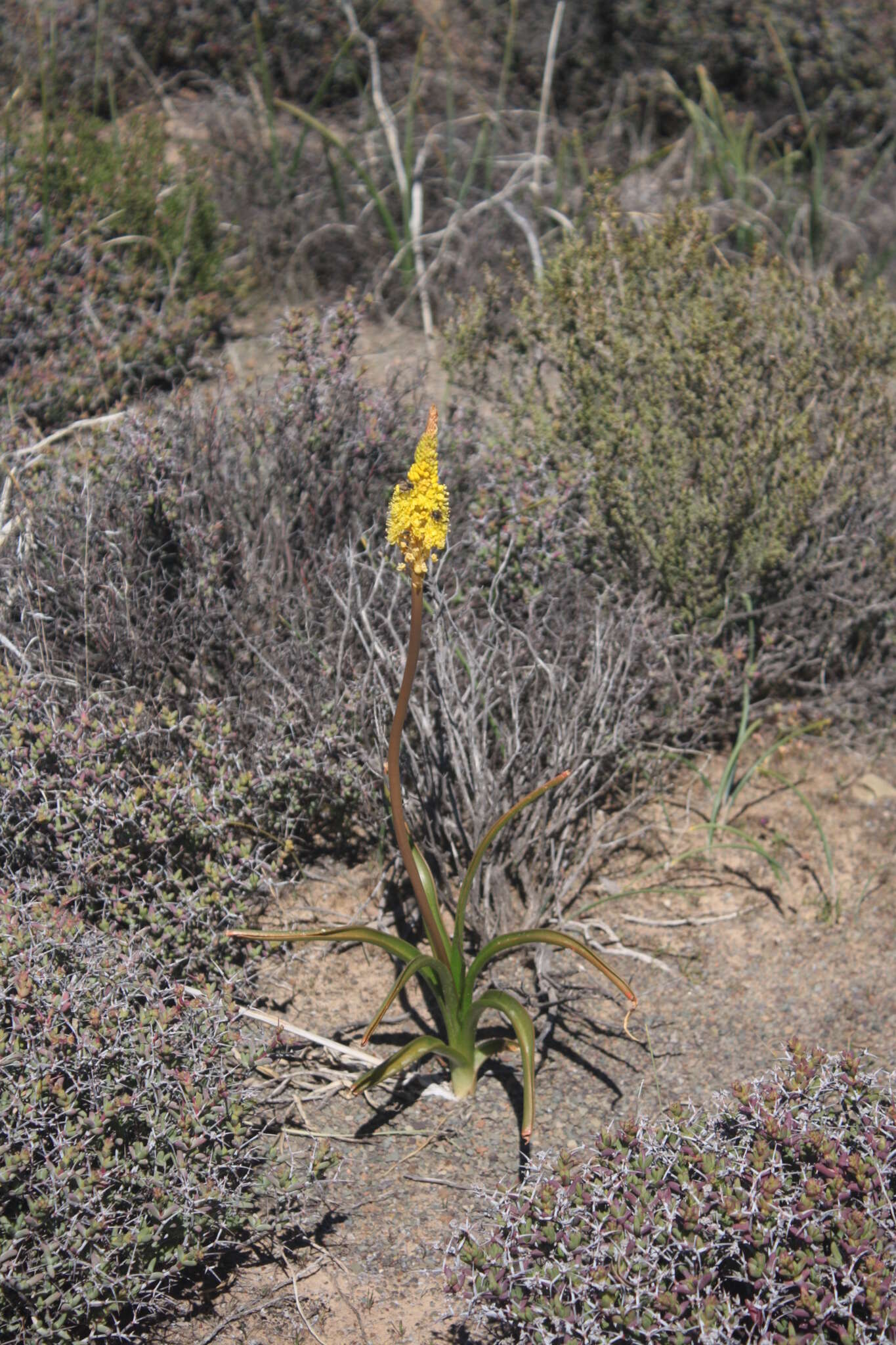 Image of Bulbinella nutans subsp. nutans