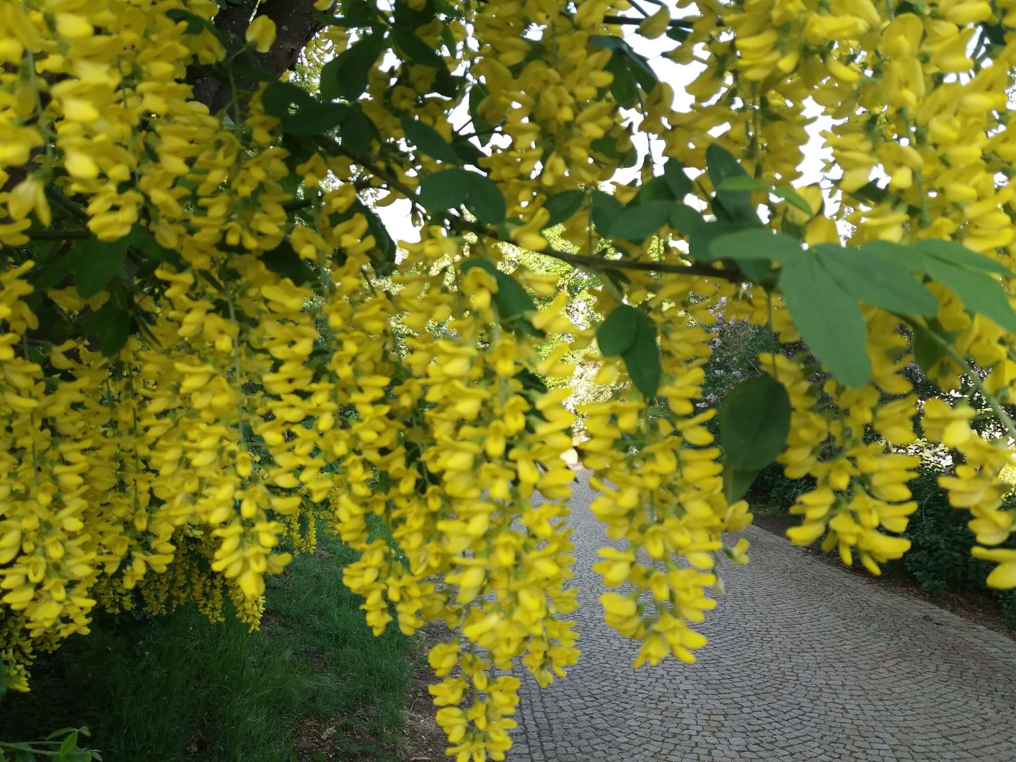 Image of Common Laburnum