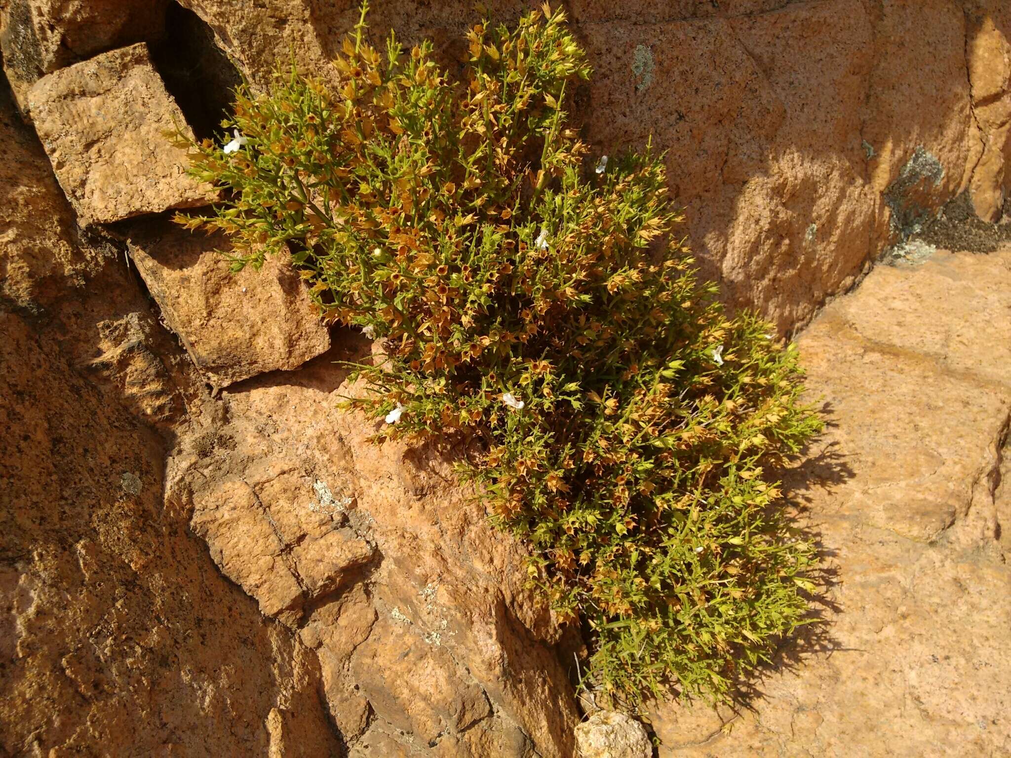 Image de Stachys glutinosa L.