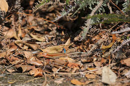 Image of Four-striped Skink