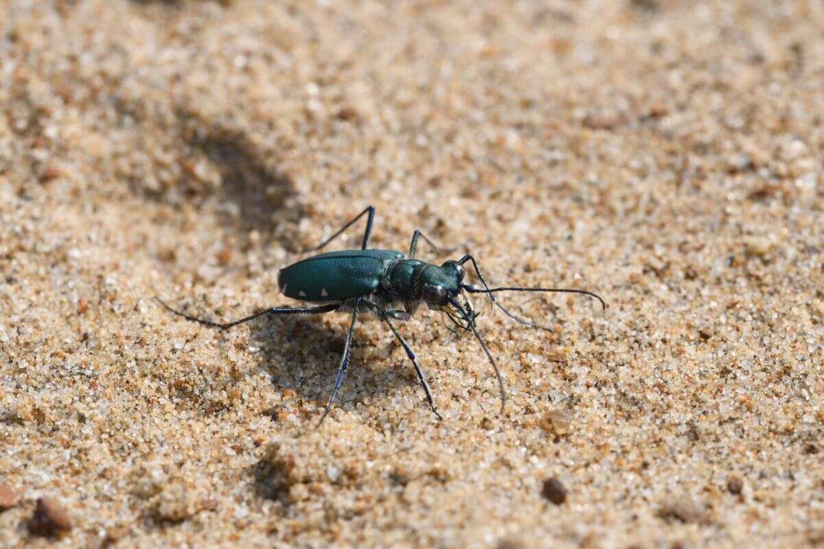 Image of Cicindela (Calomera) chloris Hope 1831