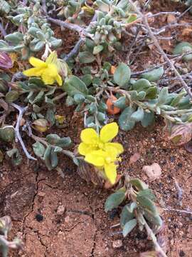 Image of Helianthemum thymiphyllum Svent.