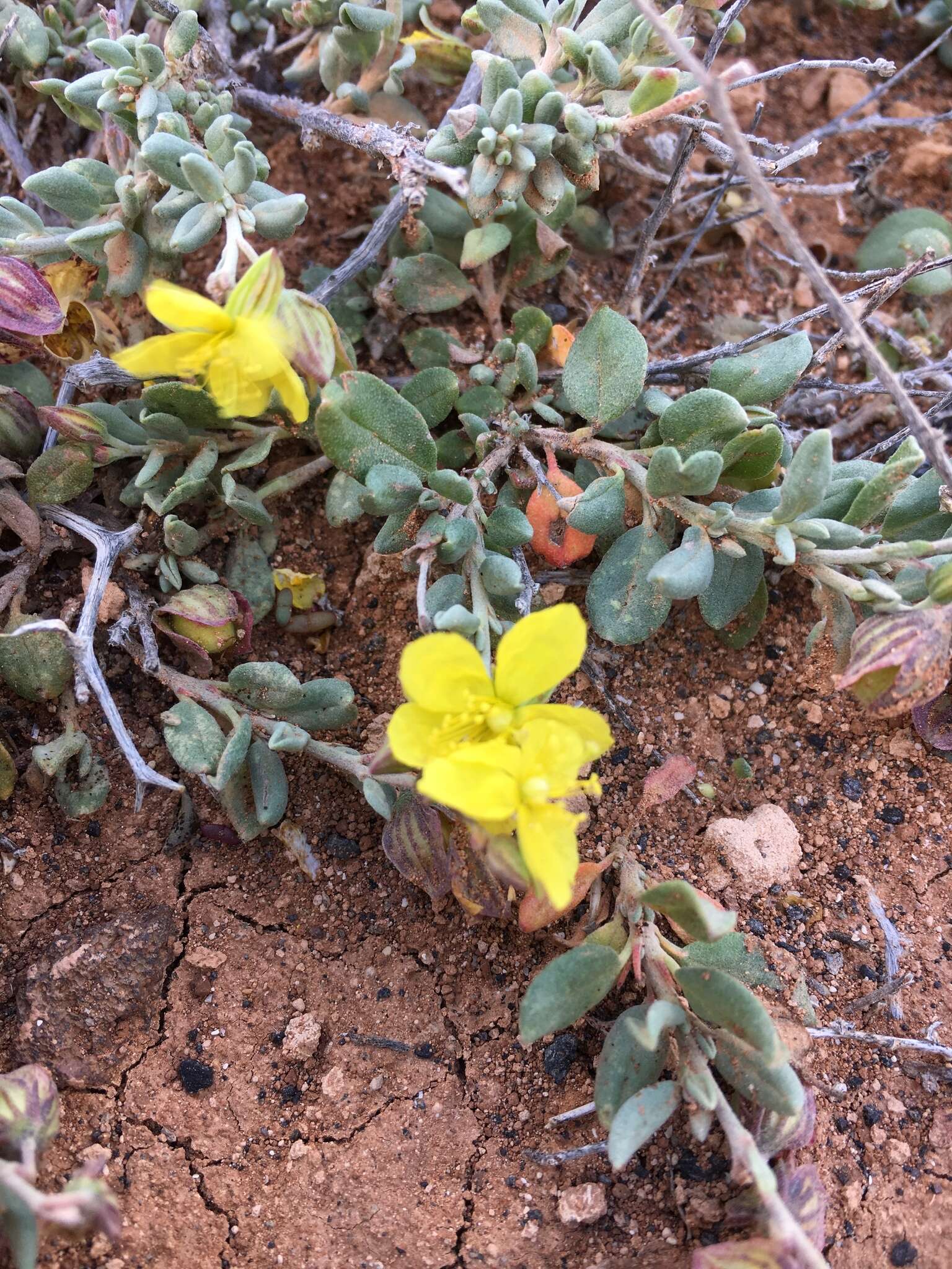 Image of Helianthemum thymiphyllum Svent.