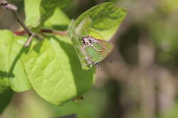 Image of Xami Hairstreak